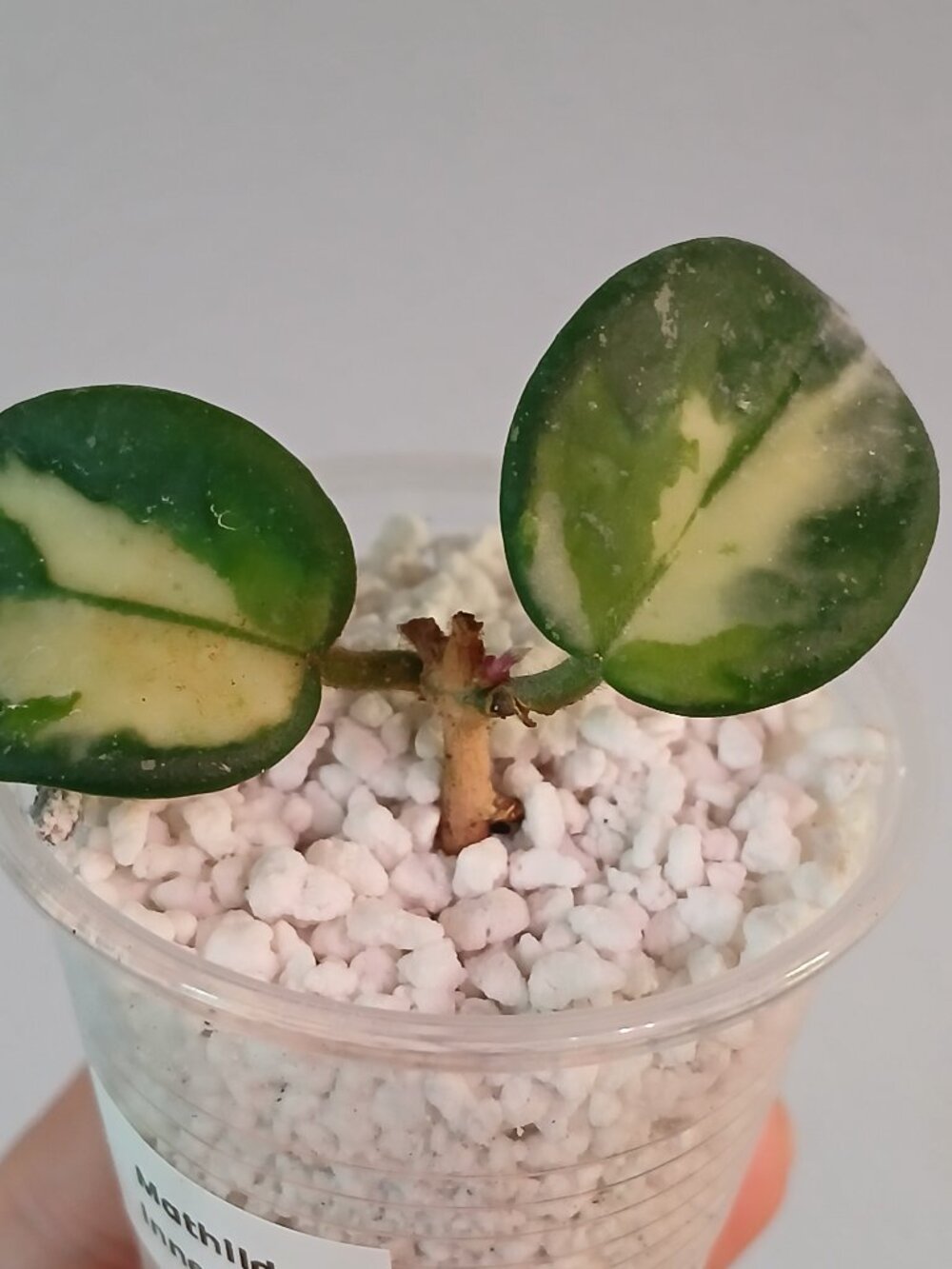 Hoya Mathilde Varigated-SOLD, cross listed - Picture 4 of 8